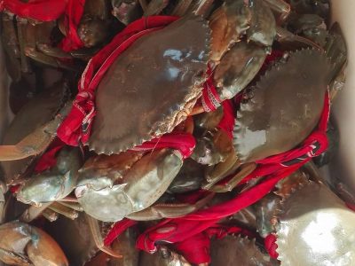 Cua gạch sinh thái - Hợp Tác Xã Tài Thịnh Phát Farm